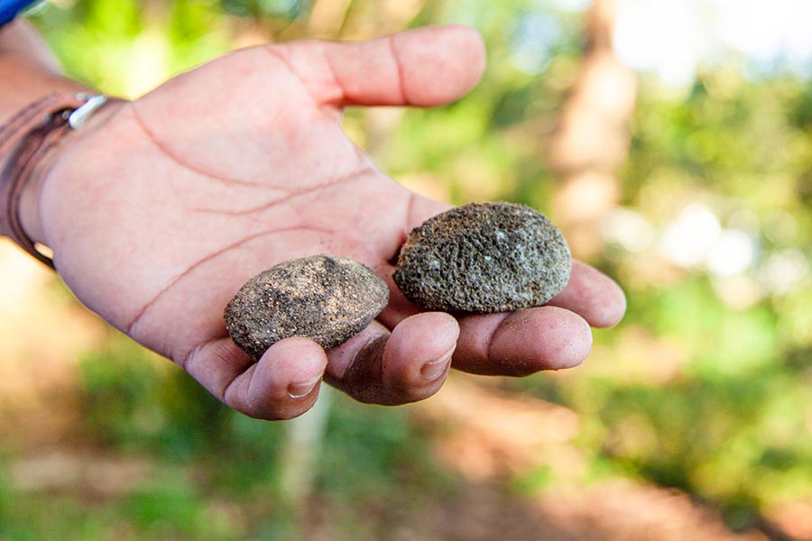 Tonkabohnen Tonkabohnen